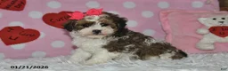 Lhasapoo dogs for sale: Blossom - Ad 6