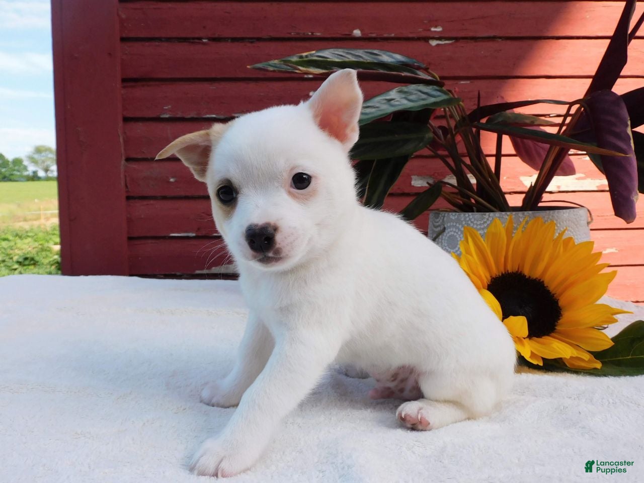 Mixed Breed dogs Jojo - Ad 2