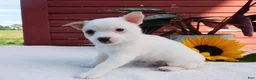 Mixed Breed dogs for sale: Jojo - Ad 2