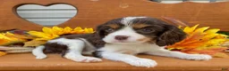 Cavalier King Charles Spaniel dogs for sale: Hero- chocolate tri  - Ad 4