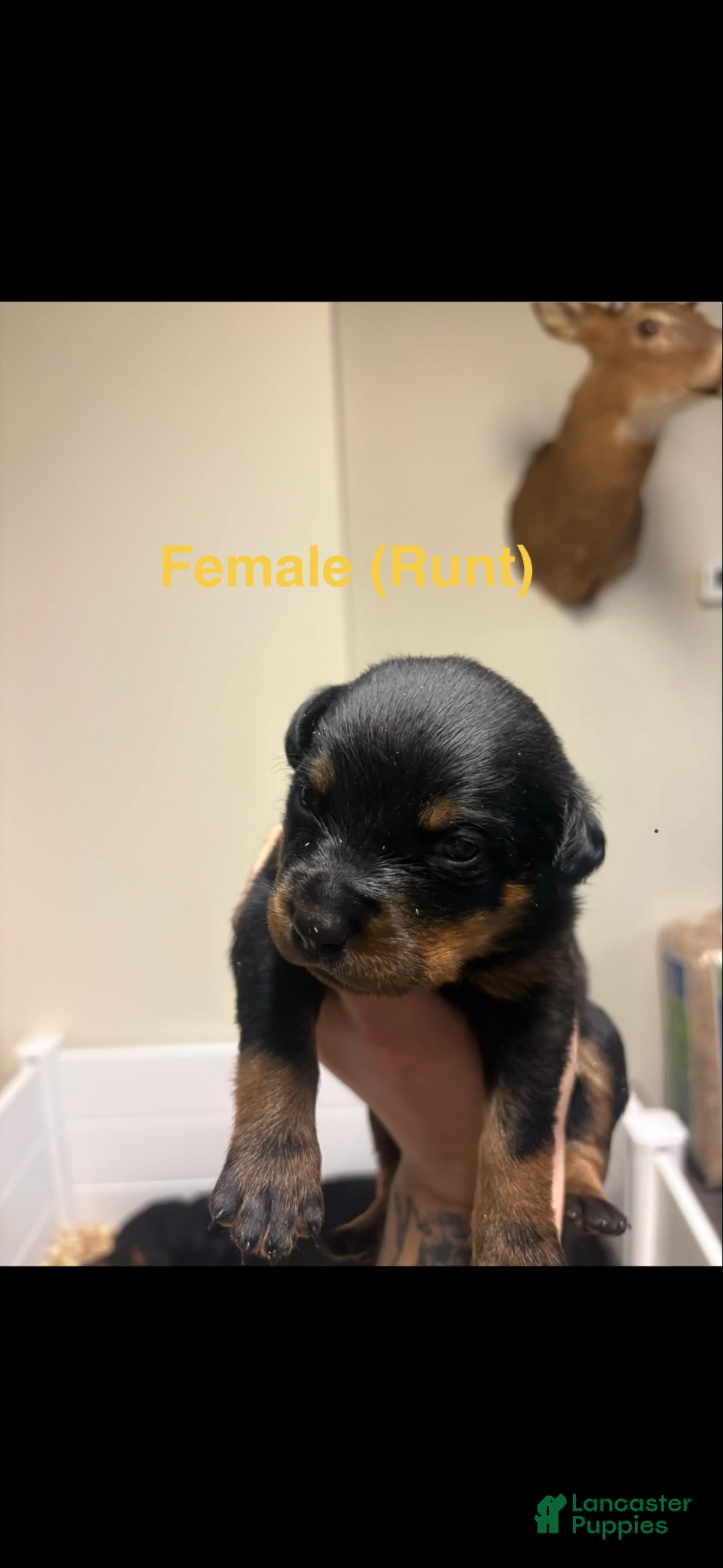 Rottweiler dogs Rottweiler Puppy 6 - Ad 30