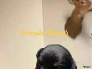 Rottweiler dogs Rottweiler Puppy 6 - Ad 30
