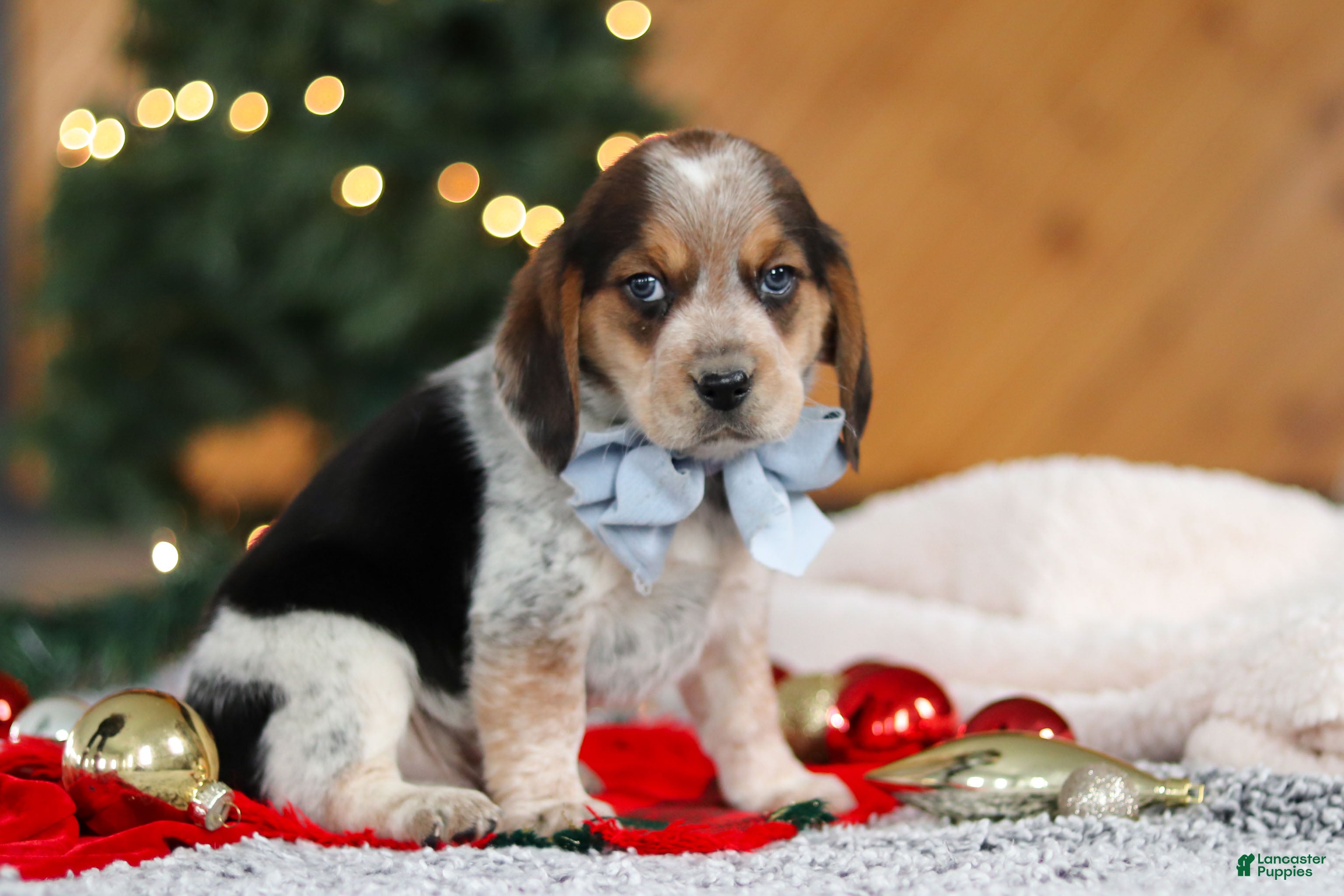 Beagle dogs Noah - Ad 29