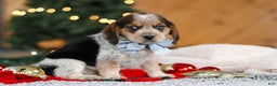 Beagle dogs for sale: Noah - Ad 1