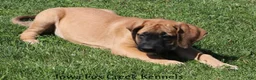 Mixed Breed dogs for sale: Mixed Breed 2 - Ad 7