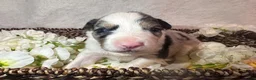 Border Collie dogs for sale: Rocky  - Ad 5