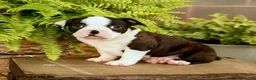 Boston Terrier dogs for sale: Dalton - Ad 5