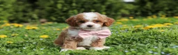 Cavapoo dogs for sale: Bambi - Ad 4