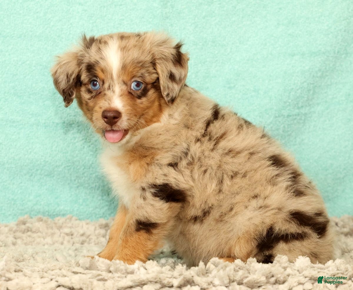 Mini Aussiedoodle dogs Lee - Ad 2