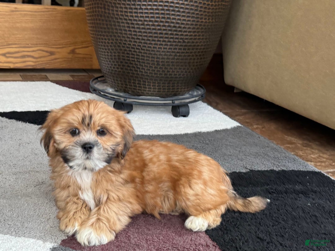 Lhasa Apso dogs for sale: Lacy - Ad 6