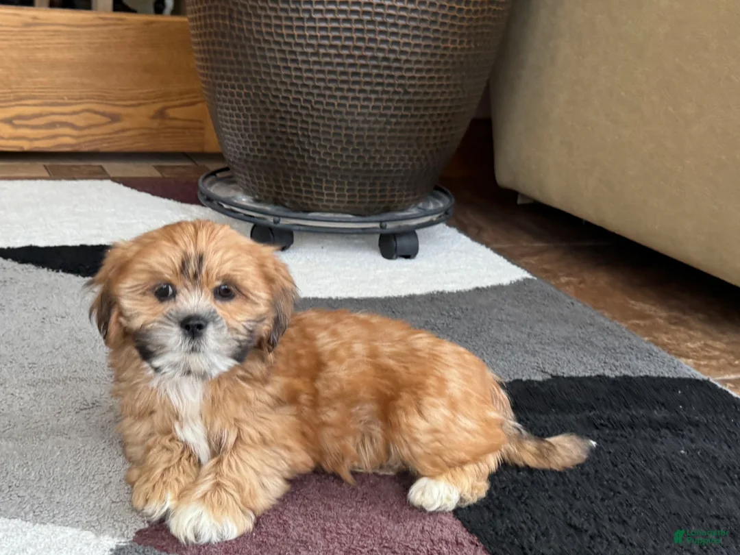 Lhasa Apso dogs for sale: Lacy - Ad 6