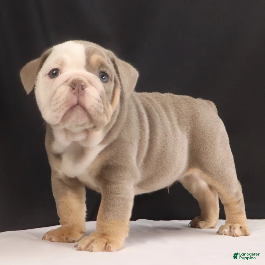 English Bulldog dogs for sale: Toby - Ad 2