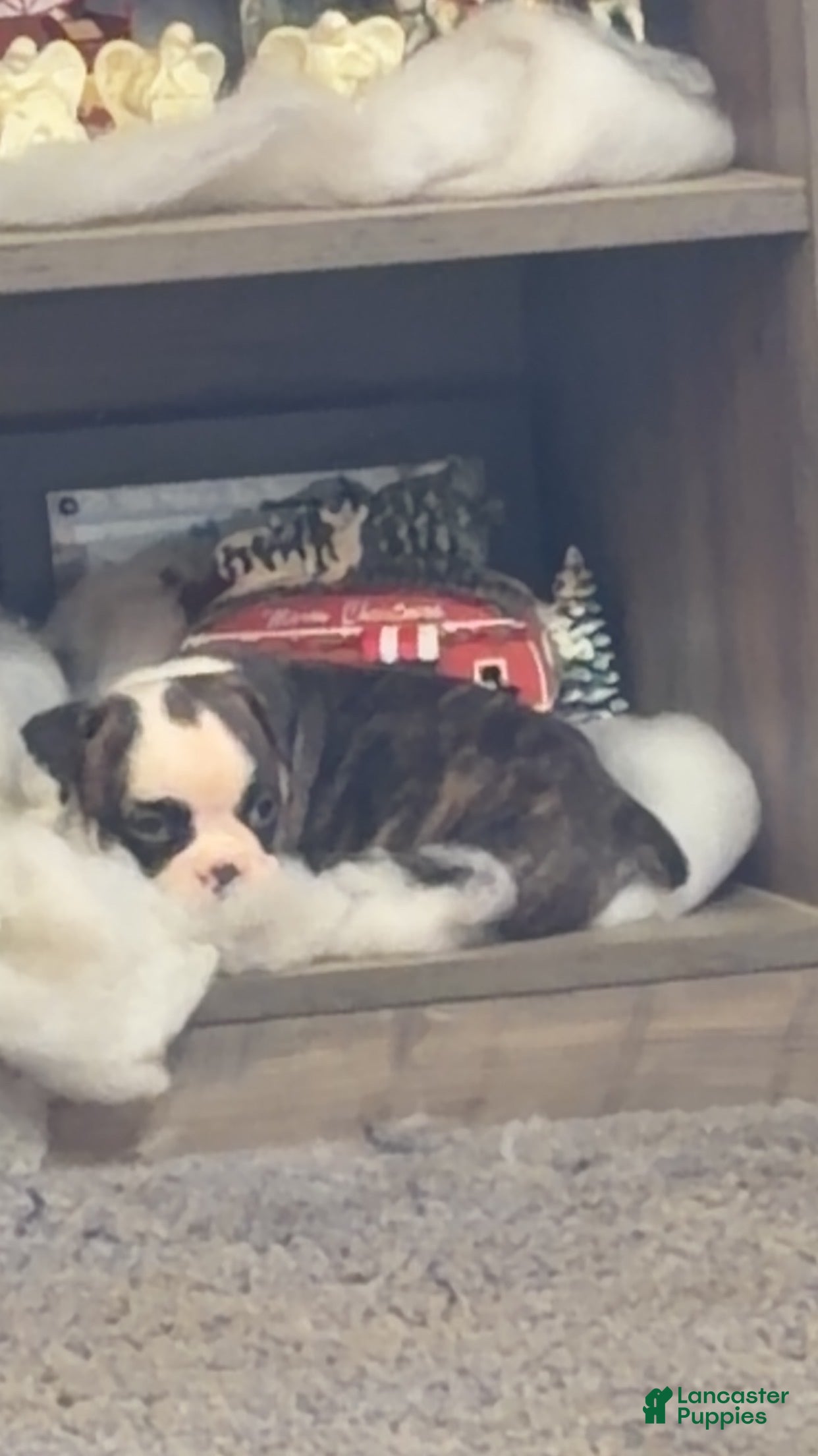 Olde English Bulldogge dogs Olde English Bulldogge Puppy 7 - Ad 27