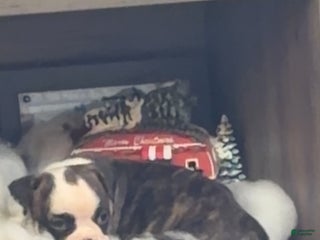 Olde English Bulldogge dogs Olde English Bulldogge Puppy 7 - Ad 40