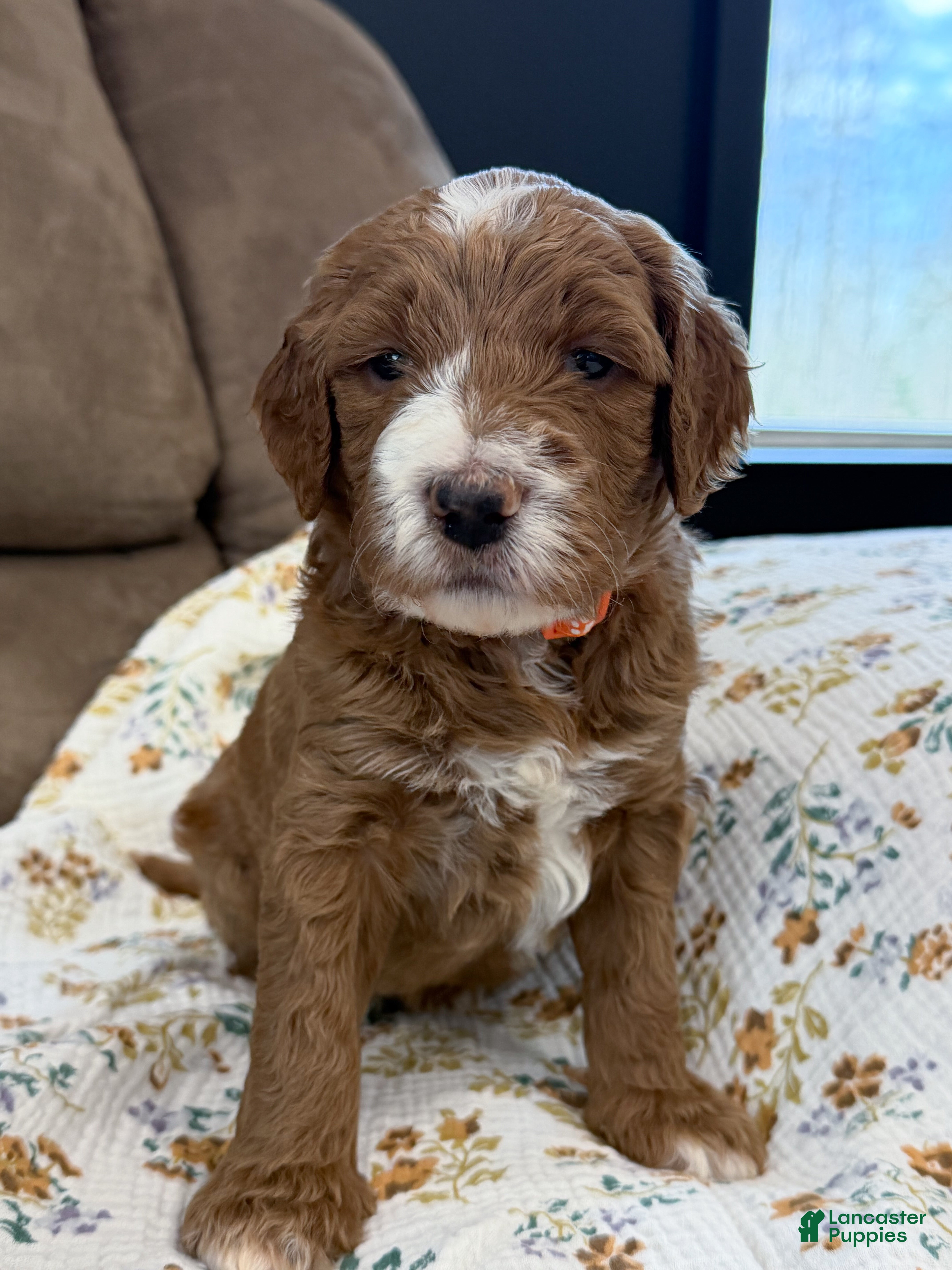 Goldendoodle dogs Jackson  - Ad 1
