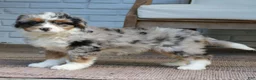 Mini Bernedoodle dogs for sale: Gigi  - Ad 3