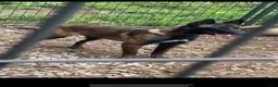 Belgian Malinois dogs for sale: Benjamin - Ad 5