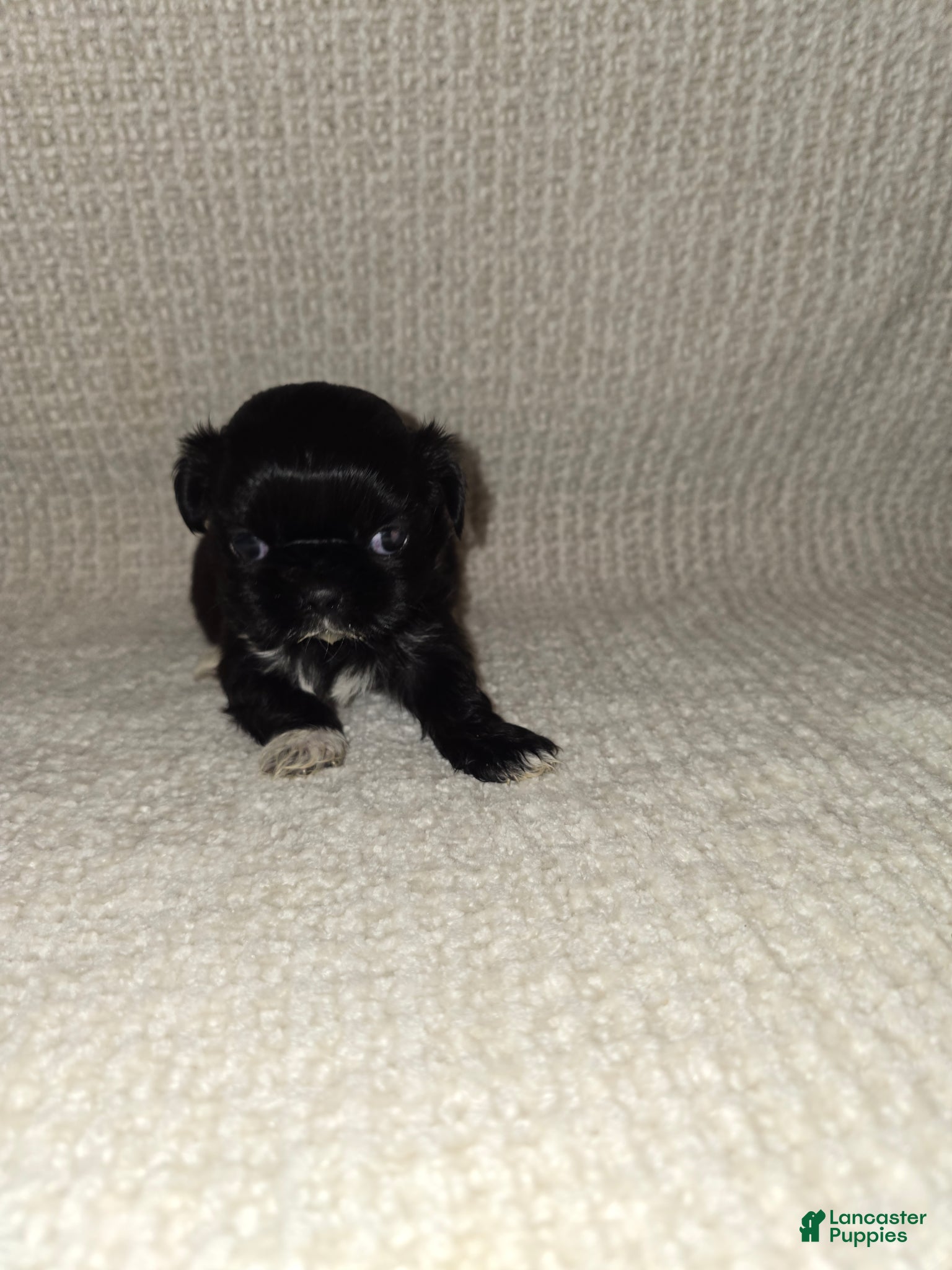 Shih Tzu dogs for sale: Shih Tzu Puppy 3 - Ad 2