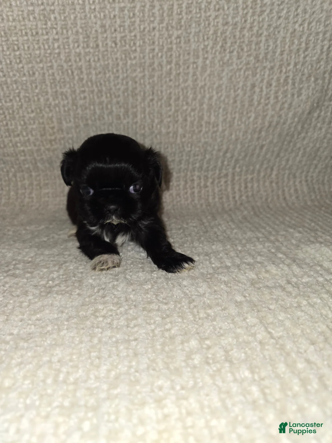Shih Tzu dogs for sale: Shih Tzu Puppy 3 - Ad 1