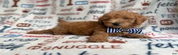 Mini Goldendoodle dogs for sale: Luke - Ad 3