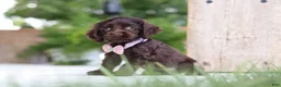 Cocker Spaniel dogs for sale: Bailey - Ad 3