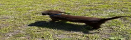 Mixed Breed dogs for sale: Blue Collar - Ad 2