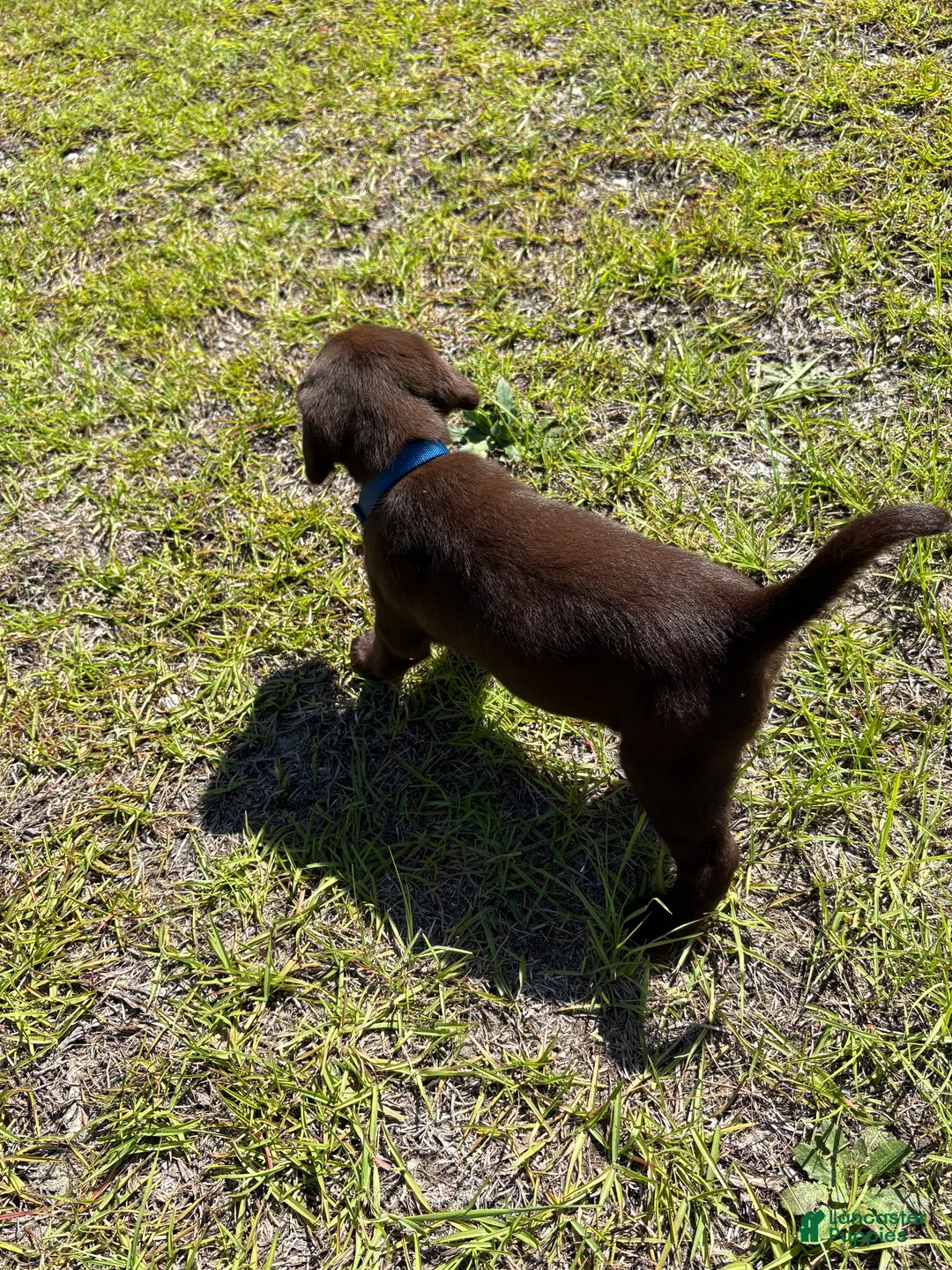 Mixed Breed dogs for sale: Blue Collar - Ad 2