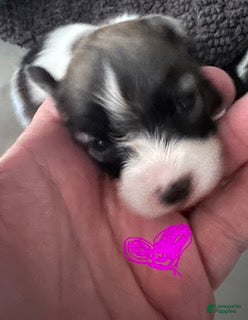 Papillon dogs for sale: Girl 2 - Ad 3