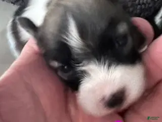 Papillon dogs Girl 2 - Ad 30