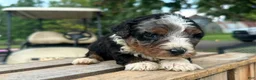 Mini Bernedoodle dogs for sale: Kiwi - Ad 1