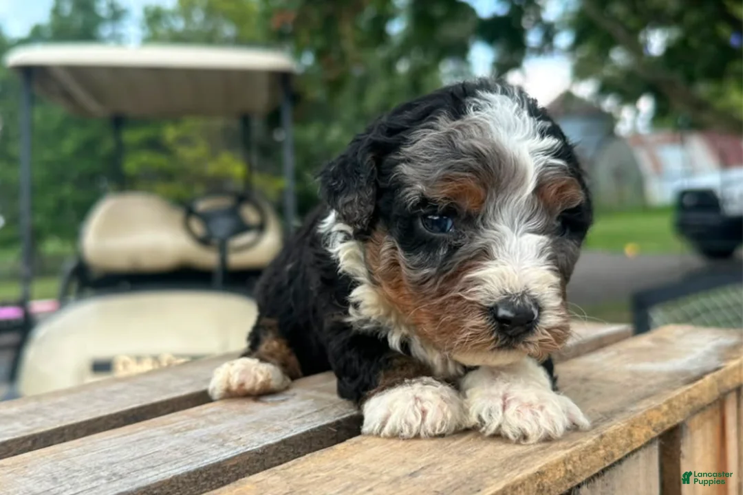 Mini Bernedoodle dogs for sale: Kiwi - Ad 1