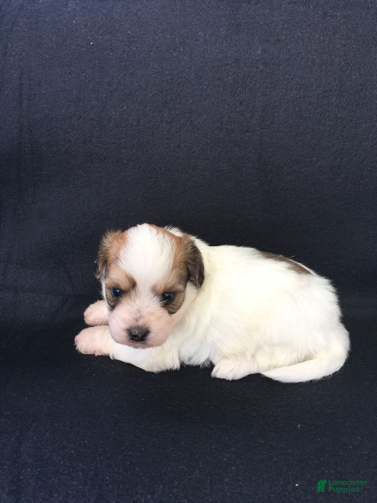Shihpoo dogs Ryder - Ad 2