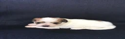 Shihpoo dogs for sale: Ryder - Ad 2