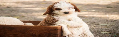 Larry Cavapoo 