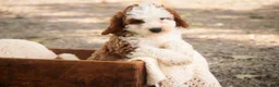Cavapoo dogs for sale: Larry Cavapoo  - Ad 1