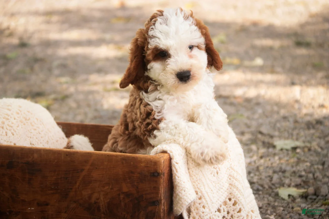 Cavapoo dogs for sale: Larry Cavapoo  - Ad 1