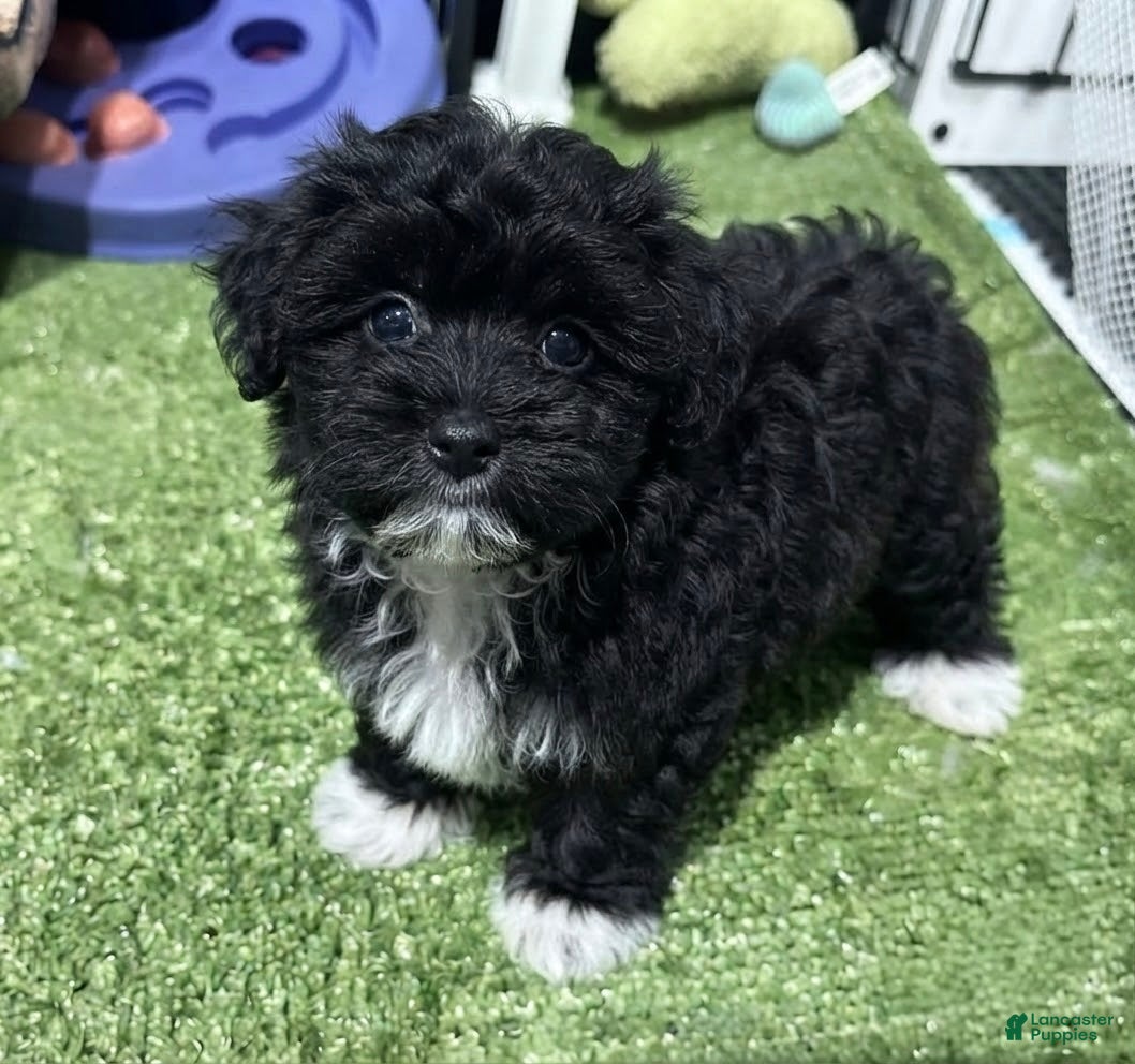 Morkie dogs Nela - Ad 3