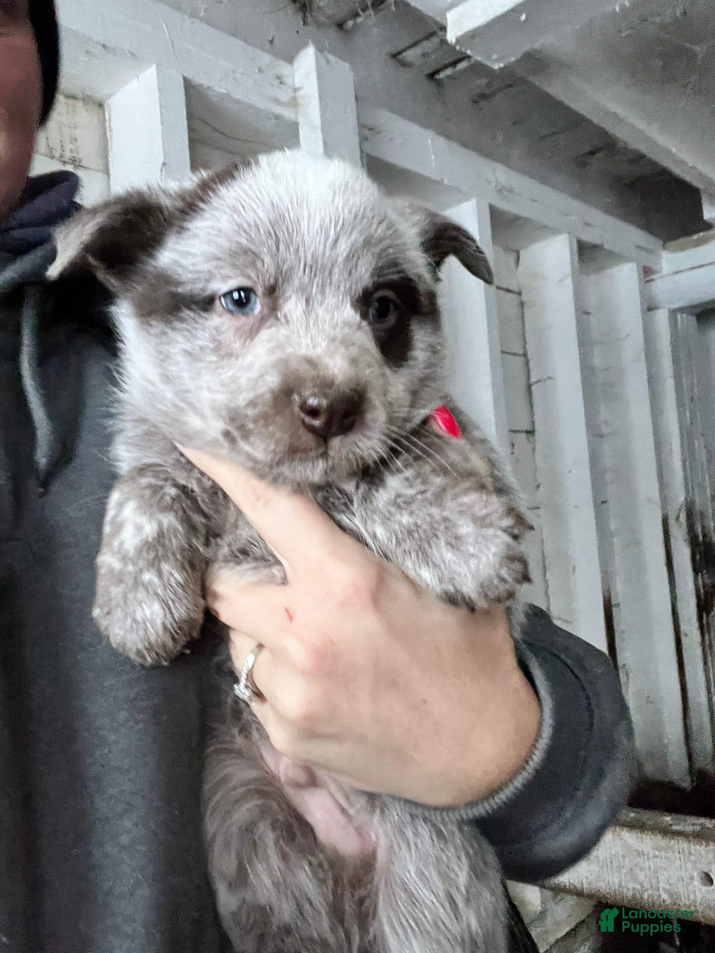 Australian Cattle Dog dogs Frankie - Ad 38