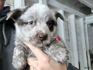 Australian Cattle Dog dogs Frankie - Ad 39