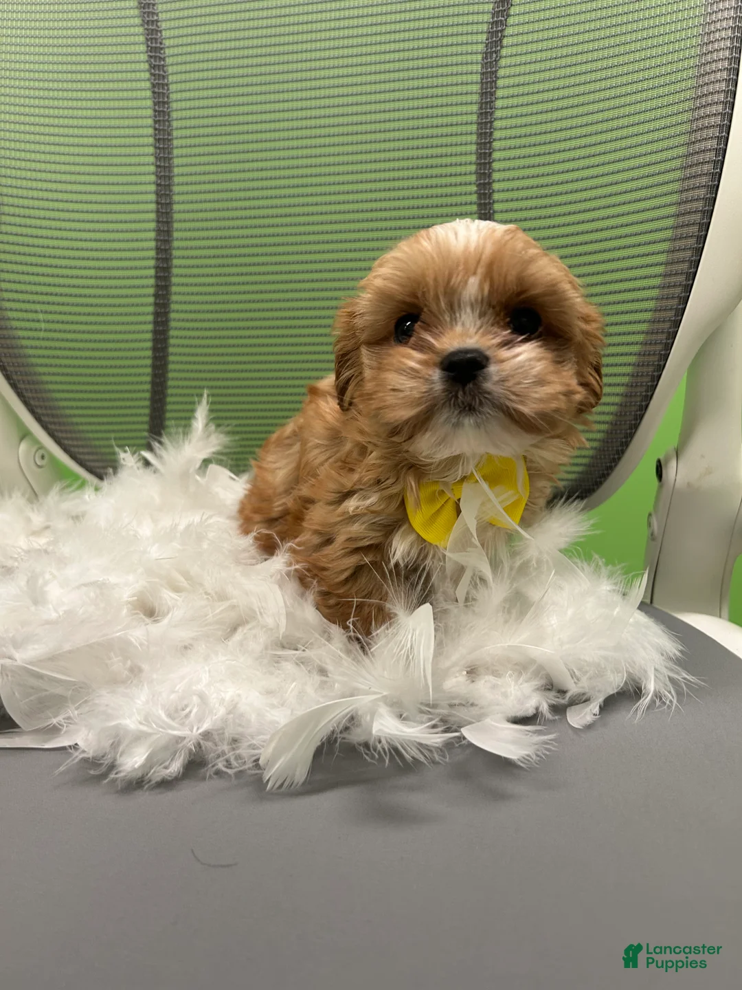 Shihpoo dogs for sale: Shihpoo 1 - Ad 2