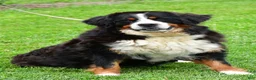 Bernese Mountain Dog dogs for sale: Nickle - Ad 16