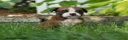 Boxer dogs for sale: Maximus - Ad 2