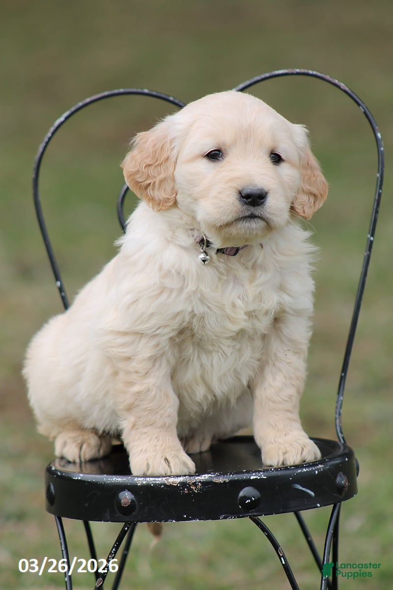 Golden Retriever dogs Lily - Ad 1