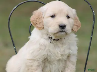 Golden Retriever dogs for sale: Lily - Ad 4