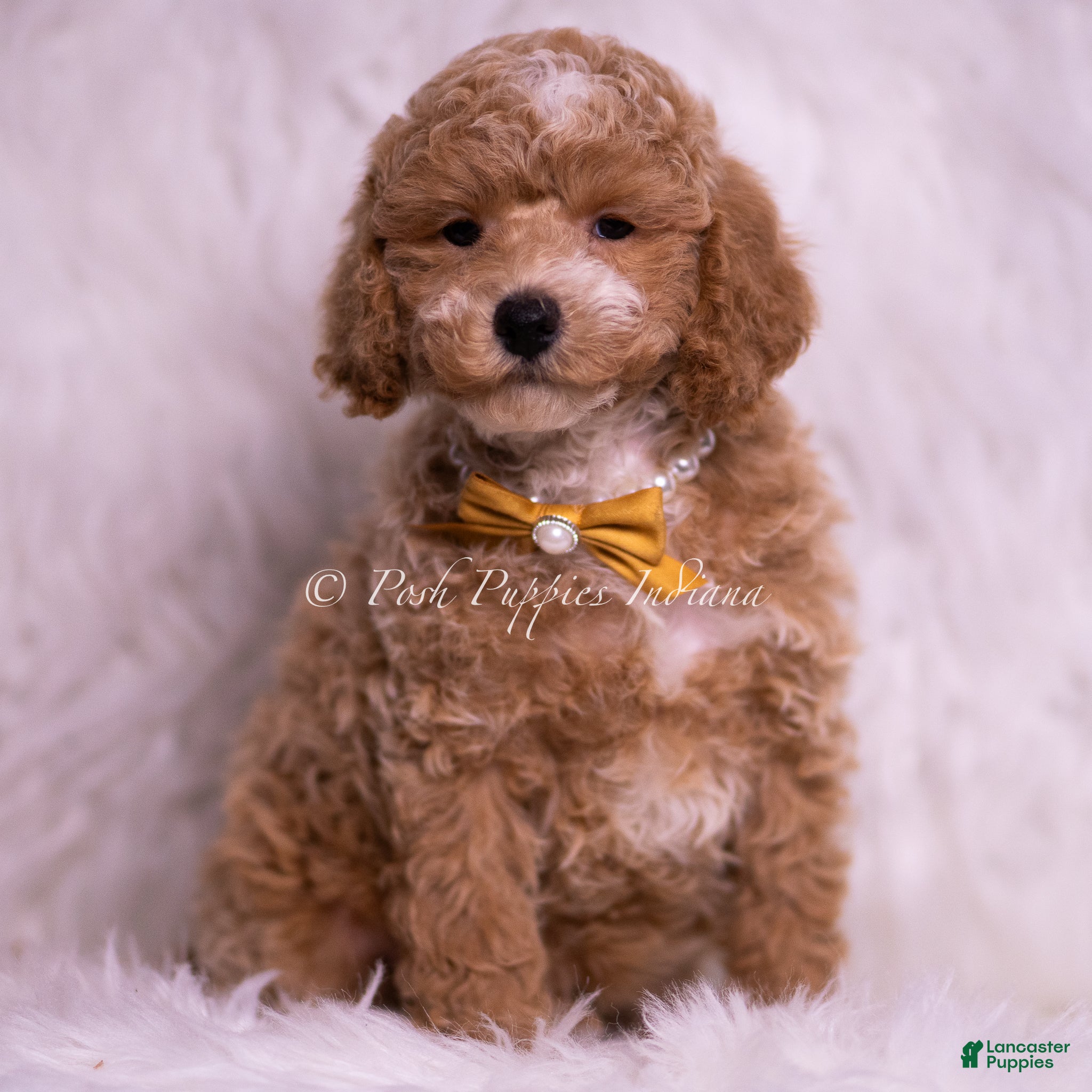 Toy Poodle dogs Marty - Ad 2