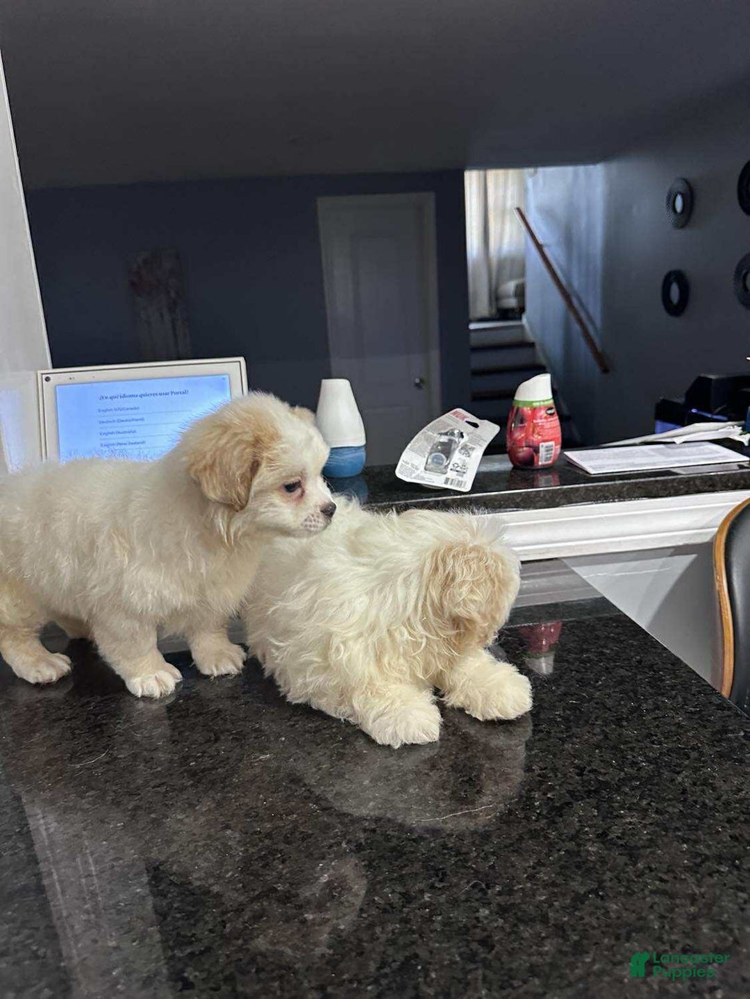 Pomapoo dogs for sale: Pomapoo Puppy 2 - Ad 8