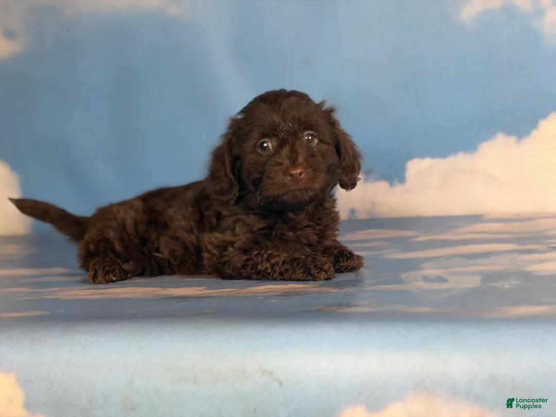 Doxiepoo dogs for sale: Brownie  - Ad 6