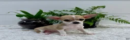 Chihuahua dogs for sale: Jade - Ad 6