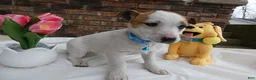 Jack Russell Terrier dogs for sale: Jack Russell Terrier Puppy 2 Polly - Ad 1