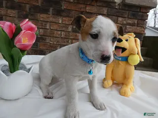 Jack Russell Terrier dogs Jack Russell Terrier Puppy 2 Polly - Ad 21